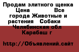 Продам элитного щенка › Цена ­ 30 000 - Все города Животные и растения » Собаки   . Челябинская обл.,Карабаш г.